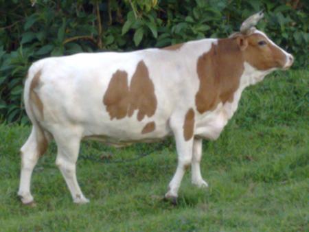 LA VACHE AKA MARIE-BEPHINE